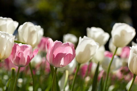 Floriade: Reimagined - Hotel QLD 0