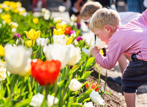 Floriade: Reimagined - Hotel QLD 1