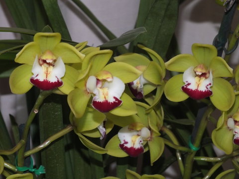 Orchids Out West - Hotel QLD 1