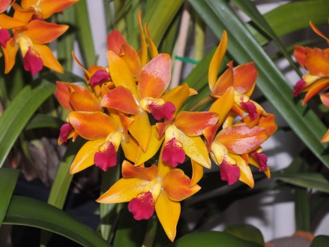 Orchids Out West - Hotel QLD 2