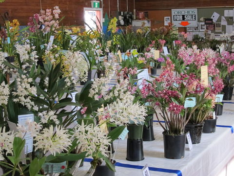 Sapphire Coast Orchid Club Spring Orchid Show - Hotel QLD 0