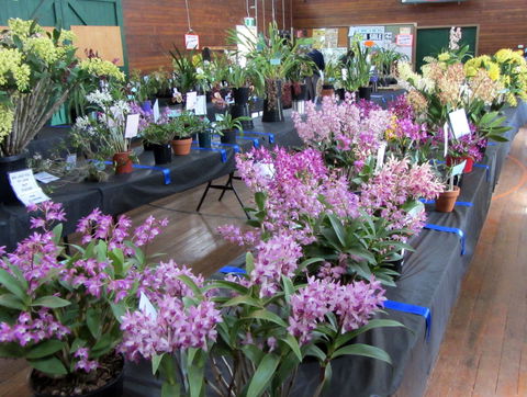 Sapphire Coast Orchid Club Spring Orchid Show - Hotel QLD 1