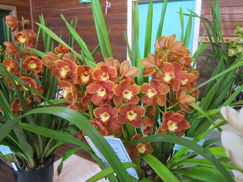 Sapphire Coast Orchid Club Spring Orchid Show - Hotel QLD 2