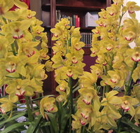 Sapphire Coast Orchid Club Winter Orchid Show - Hotel QLD