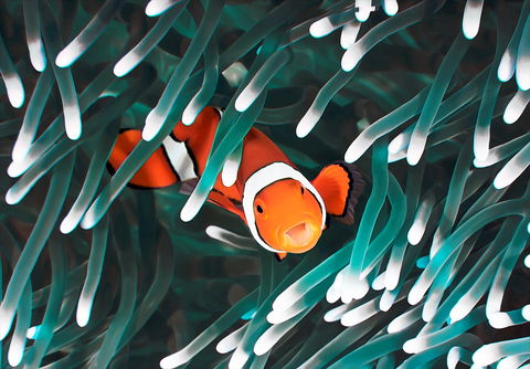 Great Barrier Reef Masters Games - Hotel QLD 1