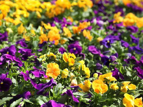Spring Time At Hunter Valley Gardens - Hotel QLD 2
