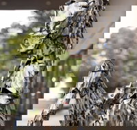 Best Western Sanctuary Inn - Hotel QLD