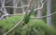 Naturescape - thumb 2