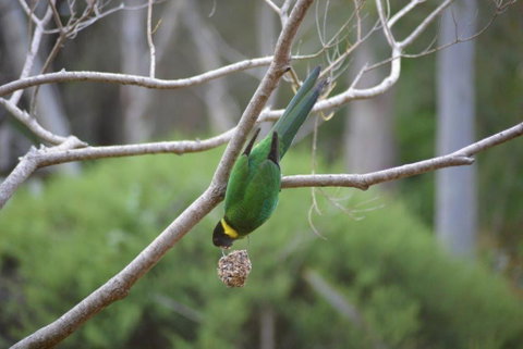 Naturescape - Hotel QLD 2