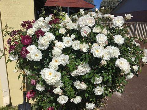 Observatory Guesthouse - Adults Only - Hotel QLD 6