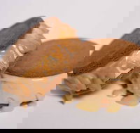 Gelato Messina - South Brisbane - Hotel QLD