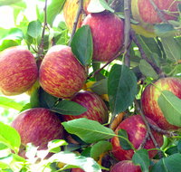Payne's Orchards - Hotel QLD