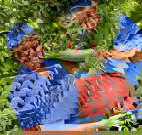 Willayoung Orchard - Hotel QLD