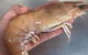 Northern Rivers Seafood - thumb 4