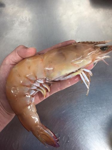 Northern Rivers Seafood - Hotel QLD 4