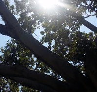 The Season Tree