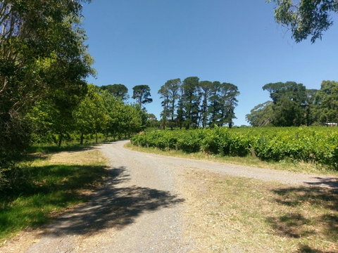 Lost In The Vines - Hotel QLD 28