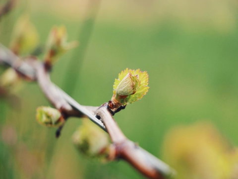 Lost In The Vines - Hotel QLD 16