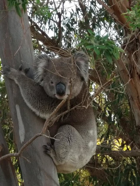 Lost In The Vines - Hotel QLD 29