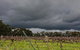 Lost In The Vines - thumb 27