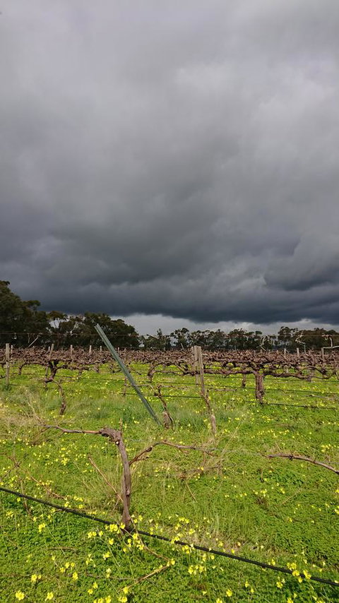 Lost In The Vines - Hotel QLD 27