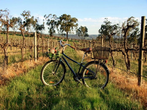 Lost In The Vines - Hotel QLD 17