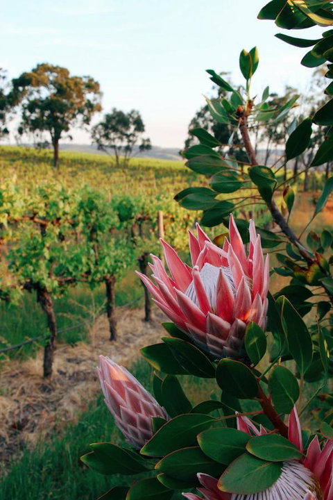 Lost In The Vines - Hotel QLD 14