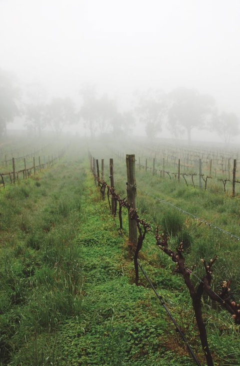 Lost In The Vines - Hotel QLD 15