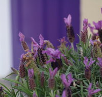 The Purple Door on Seaview - Hotel QLD