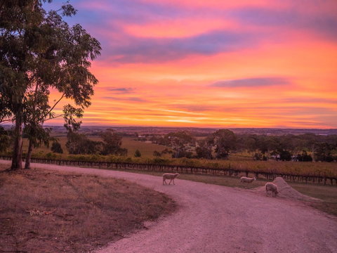 Shadow Creek McLaren Vale - Hotel QLD 24
