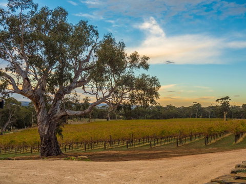 Shadow Creek McLaren Vale - Hotel QLD 23