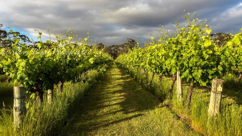 Shadow Creek McLaren Vale - Hotel QLD 20