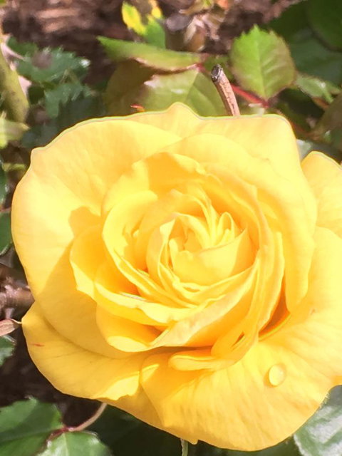 Wine And Roses Bed And Breakfast - Hotel QLD 41