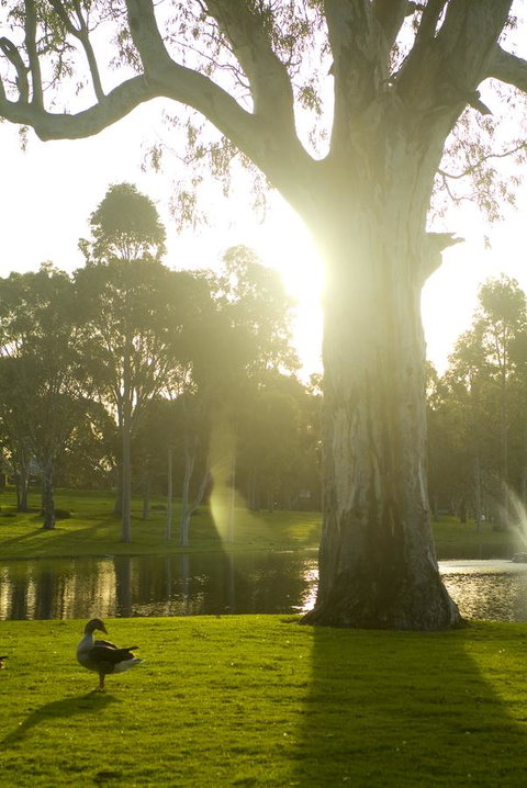 Serafino McLaren Vale - Hotel QLD 15
