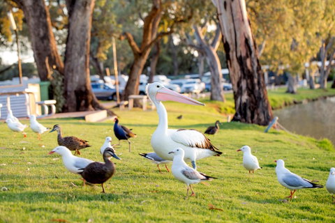 BIG4 Renmark Riverfront Holiday Park - Hotel QLD 9