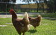 Amande Bed And Breakfast - thumb 20