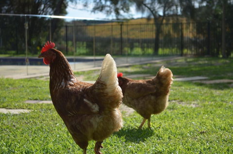 Amande Bed And Breakfast - Hotel QLD 20