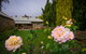 Grand Cru Estate Homestead - thumb 8
