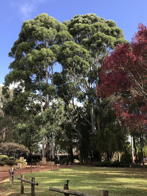 Forest Lodge Resort - Hotel QLD 15