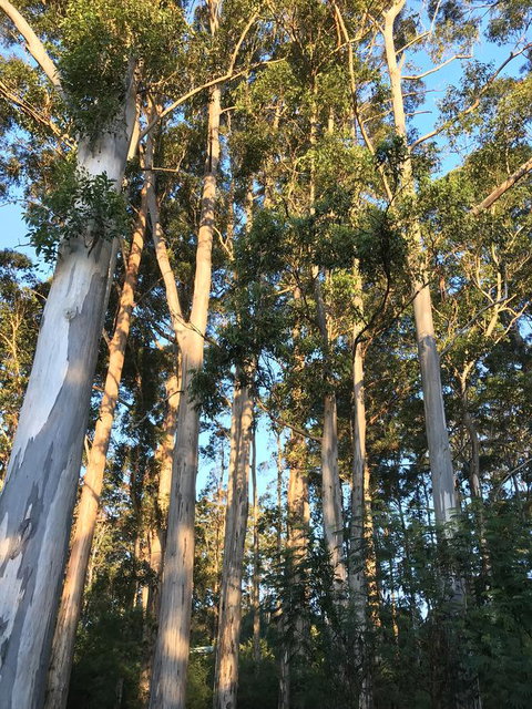Forest Lodge Resort - Hotel QLD 37