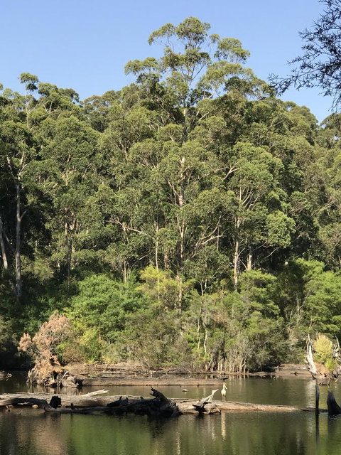 Forest Lodge Resort - Hotel QLD 22