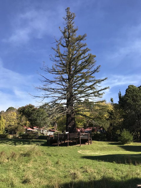 Forest Lodge Resort - Hotel QLD 38