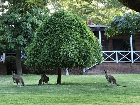 Forest Lodge Resort - Hotel QLD 1