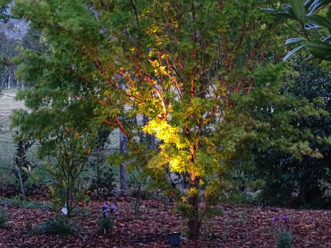 Romanz In The Valley (Luxury B&B) - Hotel QLD 30