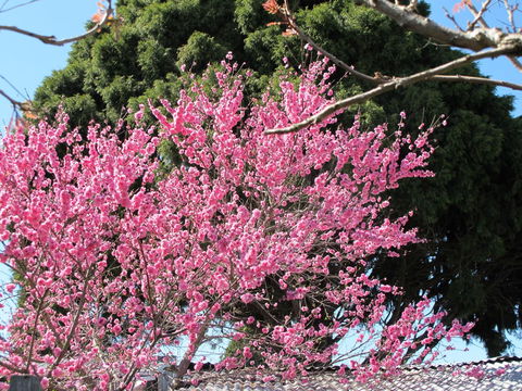Apple Tree Cottage - Hotel QLD 31