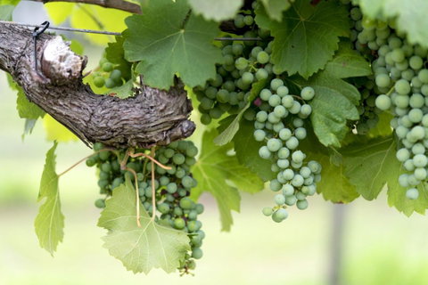 Thistle Hill Guesthouse - Walk To Many Wineries And Restaurants - Hotel QLD 44