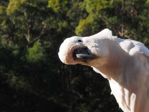 Bundle Hill Cottages - Hotel QLD 1