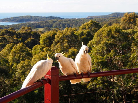 Bundle Hill Cottages - Hotel QLD 2