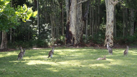 Bundle Hill Cottages - Hotel QLD 15