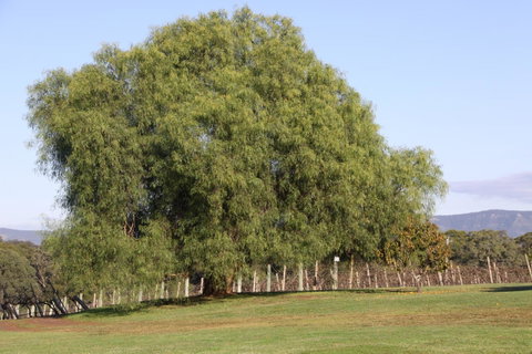 Adina Vineyard - Hotel QLD 17